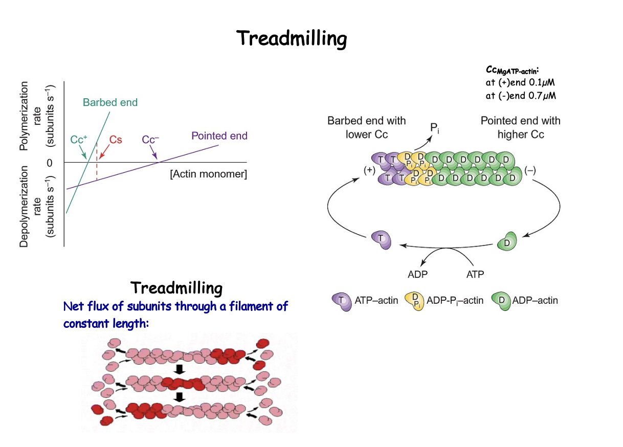 <p><strong>Cc pointed (-) end > Cc barbed (+) end</strong></p><ul><li><p>So for there to be a steady state→ needs to be more monomers around for the - end because this end is prone to depolymerisation</p></li></ul><p></p>