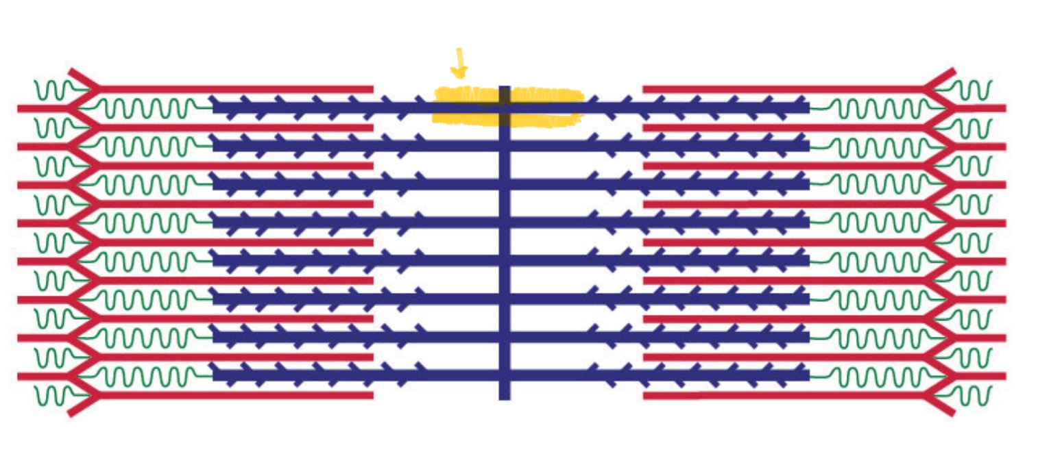 <p>A thick filament protein that interacts with actin to produce muscle contraction.</p>