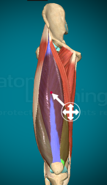 <p>What action does the rectus femoris allow for?</p>