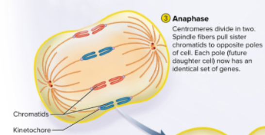 <p>Anaphase</p>