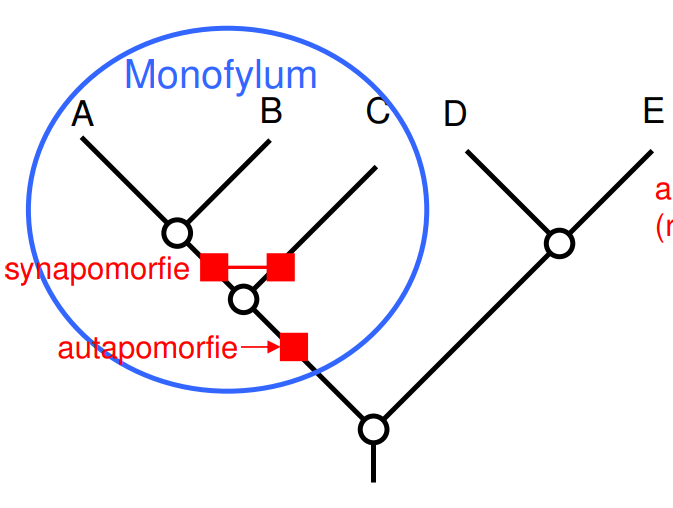 <p>monofylum, klád, skupina druhů, které mají předka společného jen právě jim, obsahuje tohoto předka (výchozí druh) a všechny jeho potomky (druhy z něho vzešlé), fylogenetická systematika uznává pouze monofyletické taxony</p>