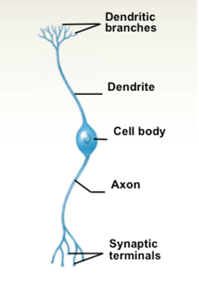 <p>• One axon</p><p>• One dendrite from the cell body</p><p>• Sensory: eye, ear &amp; nose</p>
