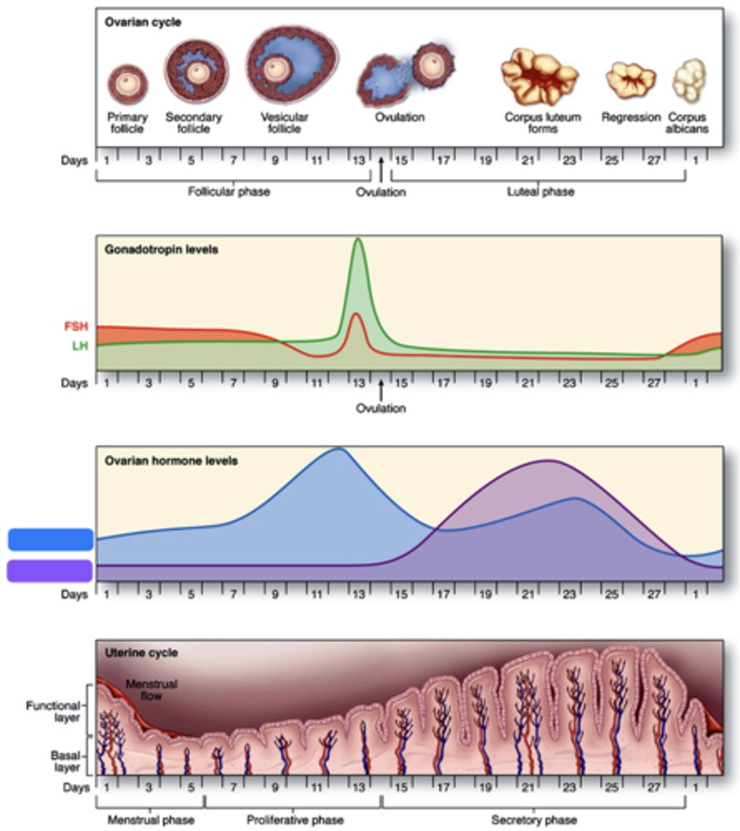 <p>What hormone is shown in blue?</p>