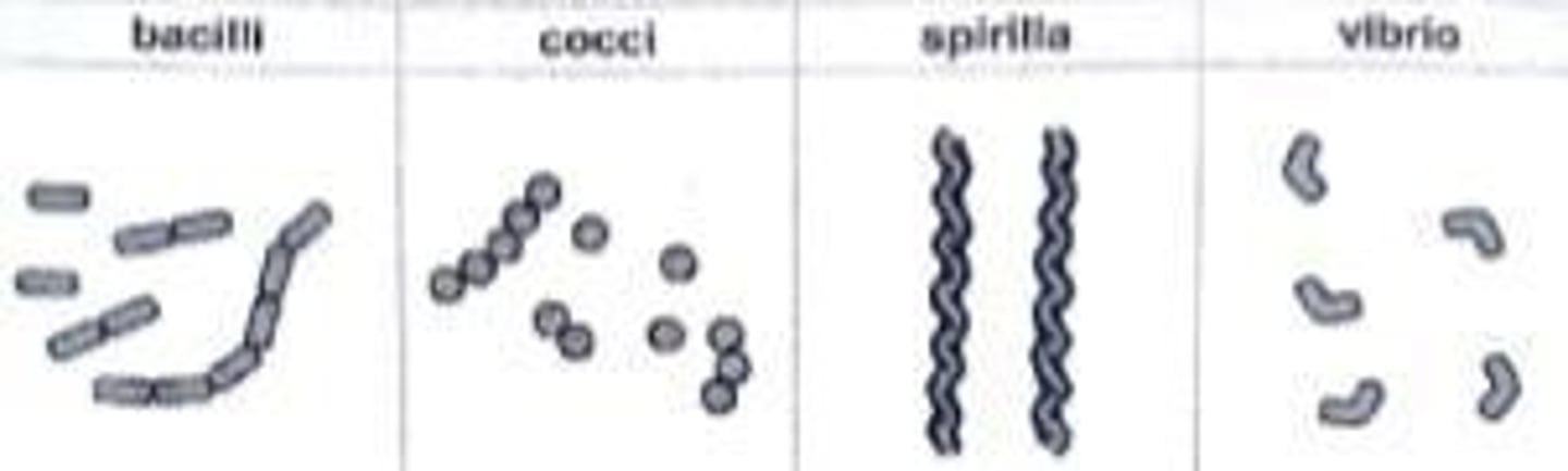 <p>Rod-shaped bacteria, plural: bacilli.</p>