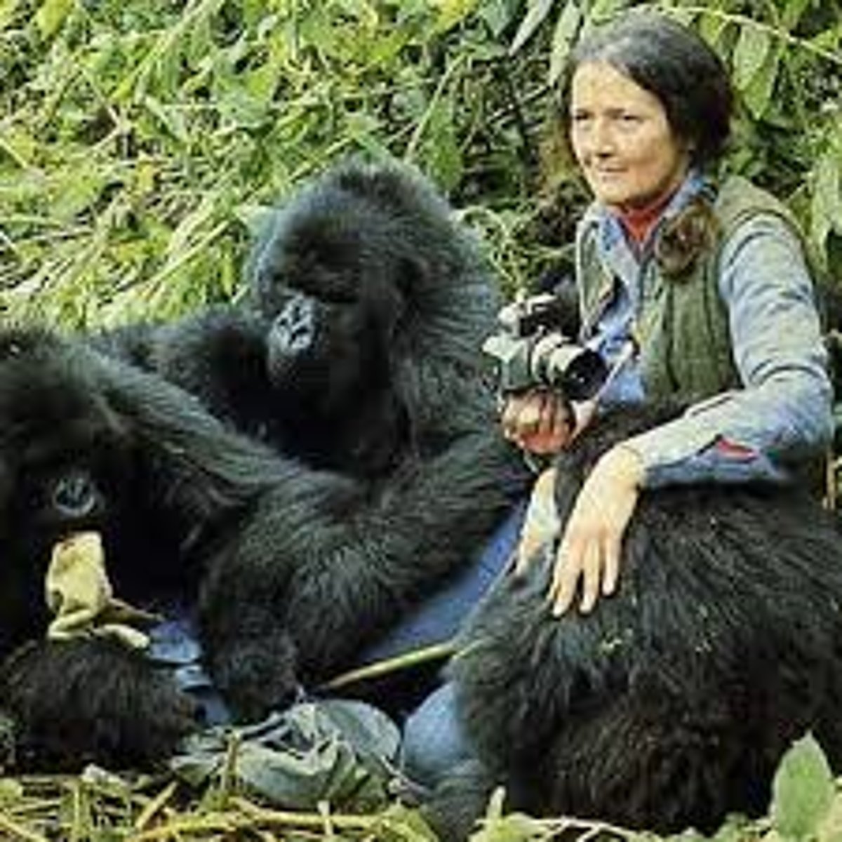 <p>Researched mountain gorillas in the Virunga National Park, Rwanda, documenting their behavior and culture. (Gorilla)</p>