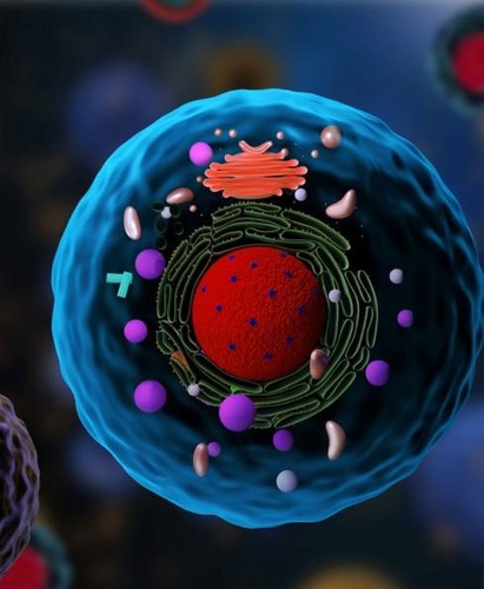 <p>Appendages for movement, composed of microtubules.</p>