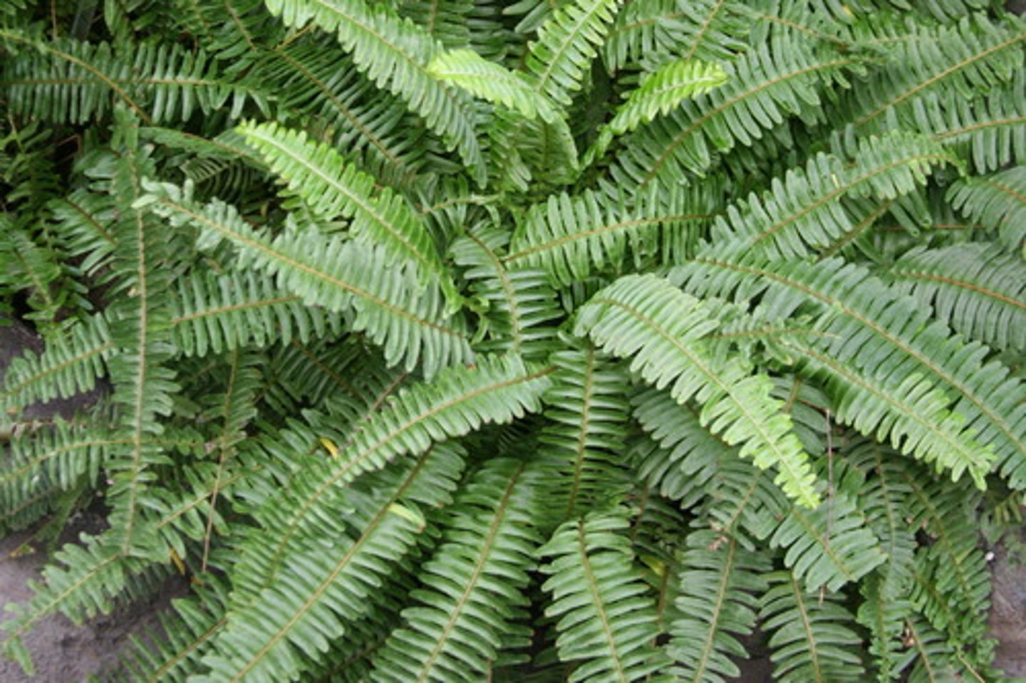 <p>Bushy, common fern. Dark green in colour, with a shiny appearance. Pinna are serrated, with an "elbow" at the base of each pinna. Sori lines in parallel lines on the underside of each pinna, spores are rusty red.</p>