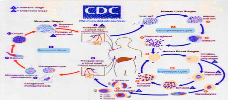 <p>Life cycle?</p>