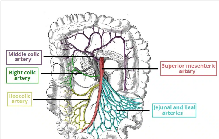 <p><span><span>It arises from the abdominal aorta, and supplies arterial blood to the organs of the </span></span><strong>midgut&nbsp;</strong></p><ul><li><p><span><span>from the major duodenal papilla (of the </span></span>duodenum<span><span>) to the proximal 2/3 of the transverse </span></span>colon<span><span>. (Starts from L1)</span></span></p></li></ul><p></p><p><span><strong><u><span>Inferior Pancreaticoduodenal Artery<br>S</span></u></strong><span>upplies the inferior region of the head of the </span></span>pancreas<span><span>, the uncinate process, and the </span></span>duodenum<span><span>.</span></span></p><p></p><p><span><strong><u><span>Jejunal and Ileal Arteries</span></u></strong></span><br><span><span>The superior mesenteric artery gives rise to numerous arteries that supply the </span></span>jejunum <span><span>and </span></span>ileum<span><span>.</span></span></p><p></p><p><span><strong><u><span>Middle and Right Colic Arteries</span></u></strong></span><br><strong>Middle colic artery</strong> – &nbsp;supplies the transverse colon.</p><p><strong>Right colic artery</strong> – supplies the ascending colon.</p><p></p><p><span><strong><u><span>Ileocolic Artery</span></u></strong></span></p><p><span><span>branches to the&nbsp;ascending colon, appendix, cecum, and ileum.</span></span><br></p>