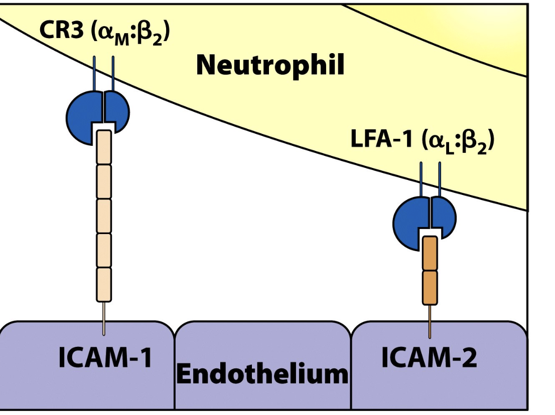 <ul><li><p>Strong ICAM–integrin binding = firm adhesion (<strong>“full brake”</strong>)</p></li><li><p>Concentration-dependent → highest at site of injury</p></li><li><p>Leukocytes (cars) come to <strong>complete stop</strong> on endothelium (highway)</p></li><li><p>Next step: <strong>transmigration (diapedesis)</strong></p><ul><li><p>Endothelial cells rearrange cytoskeleton → form pores</p></li><li><p>Allows leukocytes to exit blood vessel into tissue</p></li></ul></li></ul><p></p>