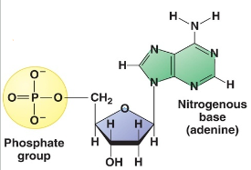 <p>Is this DNA or RNA</p>