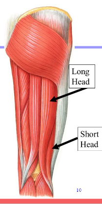 <p>Origin: Long head, Ischial Tuberosity; Short head, lateral supracondylar ridge of femur</p><p>Insertion: Head of fibula and lateral condyle of tibia</p><p>Action: Extends femur and flexes leg</p>