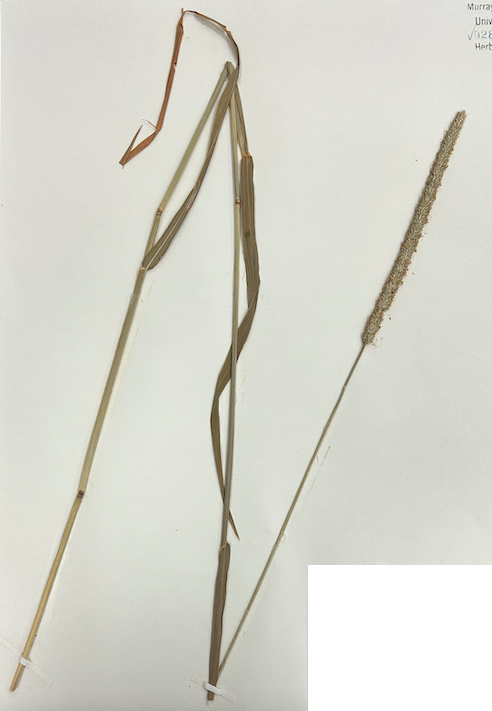 <p><span style="background-color: transparent;"><span>Order? Family?</span></span></p>