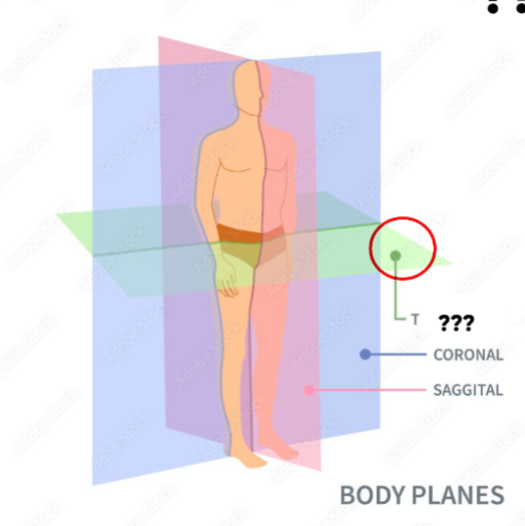 <p>horizontal plane dividing the body into superior &amp; inferior parts</p>