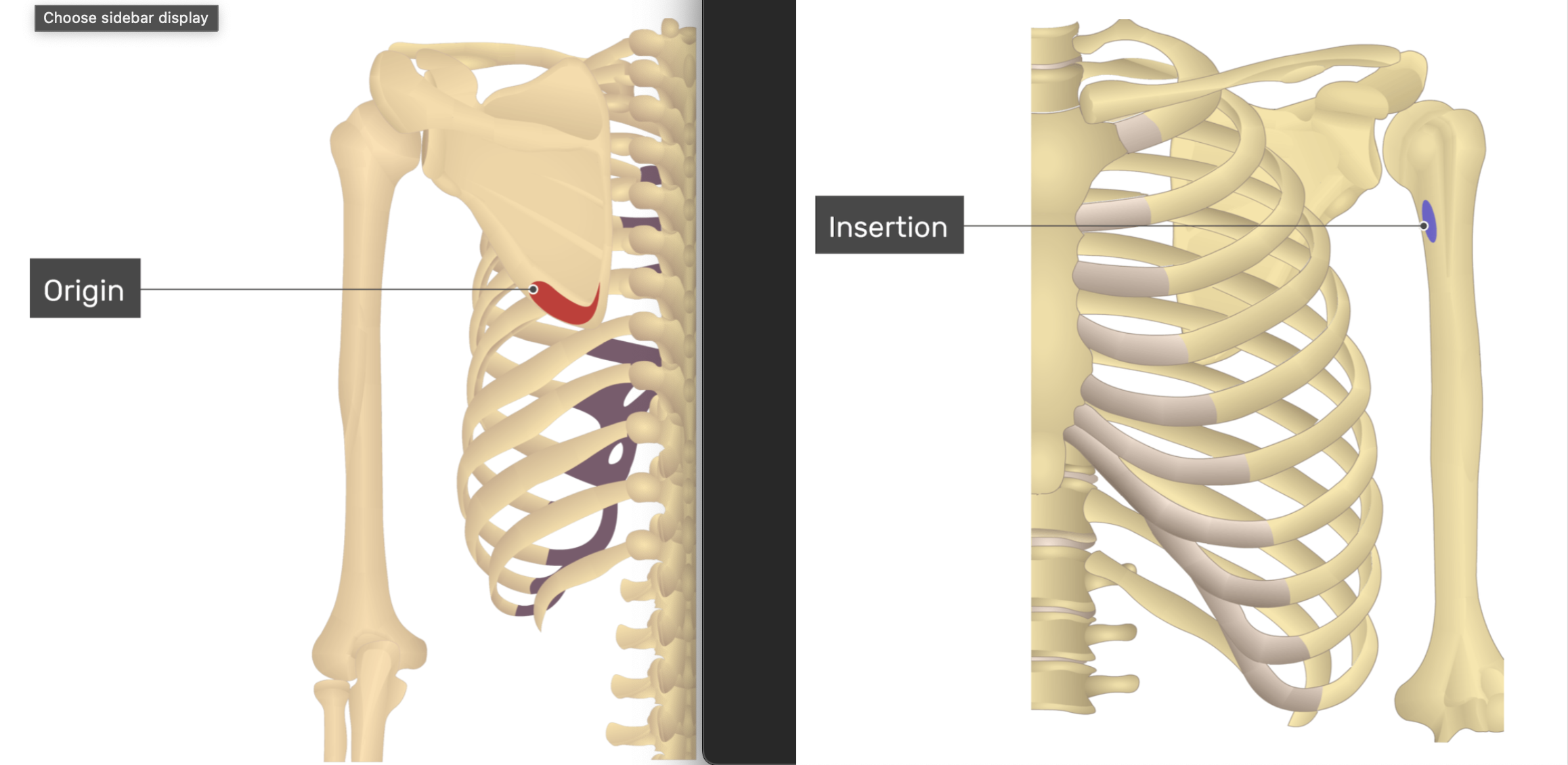 <p>teres major</p>