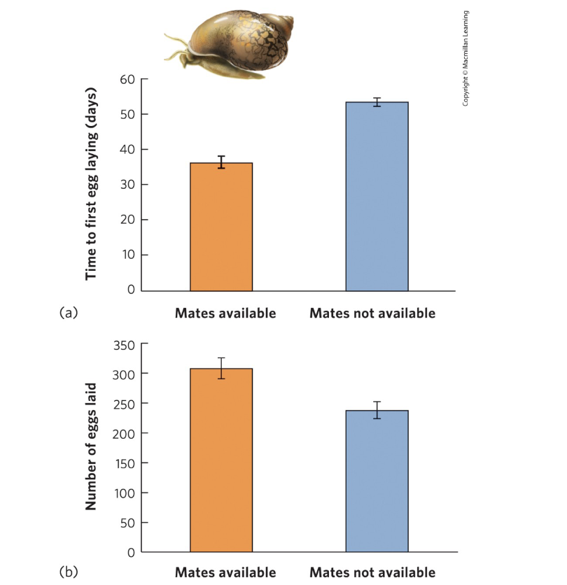 What is an example of adaptation to mate scarcity?