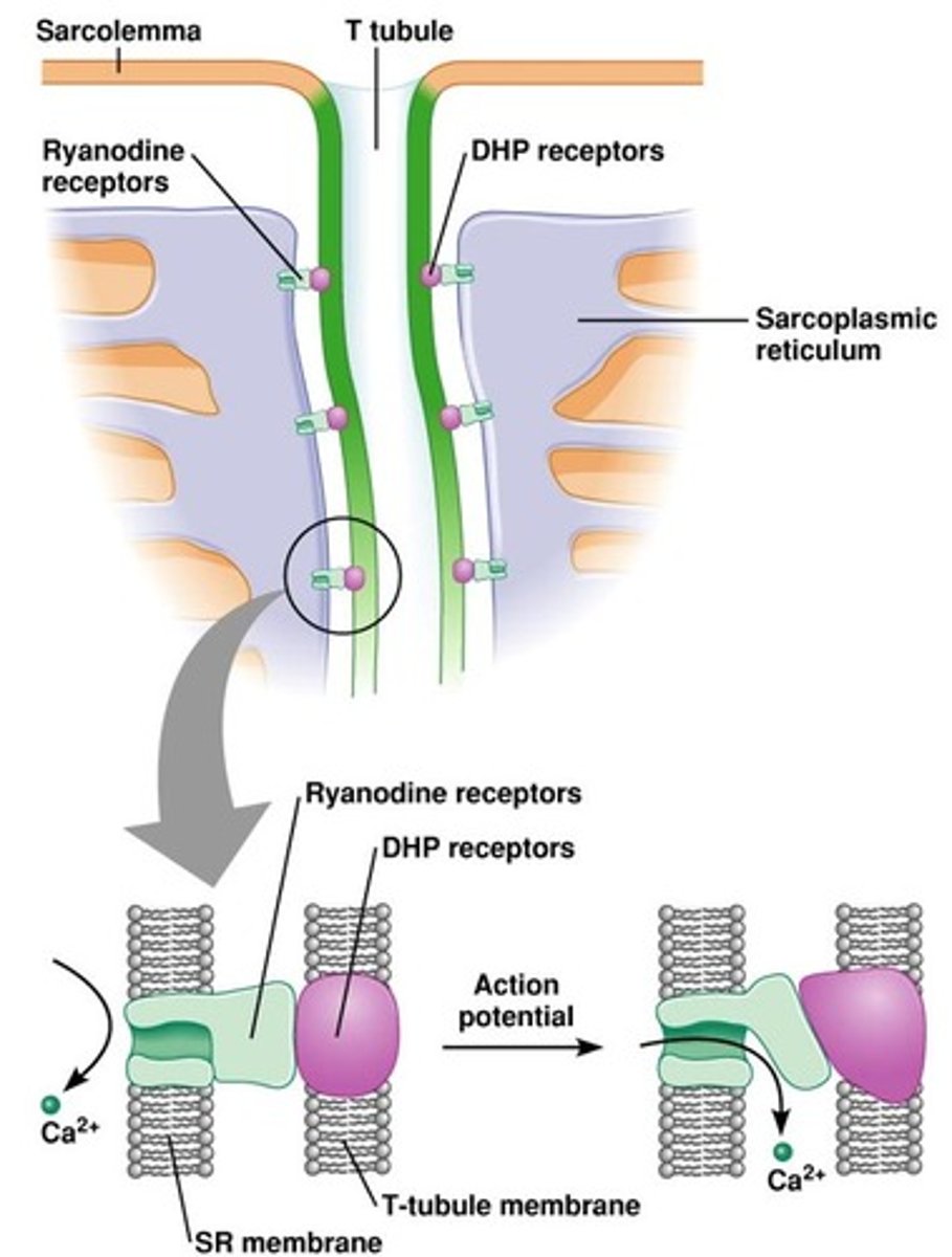 <p>voltage-gated calcium ion channels</p>