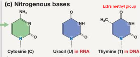 <p>thymine has an extra methyl group</p>