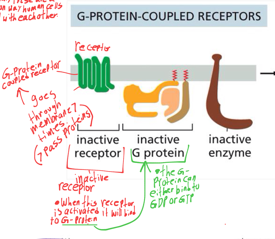 <p>the receptor goes through the membrane 7 times, and will bind to G-protein once activated</p><p>the G-protein is inactive when bound to GDP and activates when bound to GTP. the g-protein is also known as G- trimeric protein.</p><ul><li><p>this is a very common signaling pathway, it is also how human cells signal to eachother.</p></li></ul><p></p>