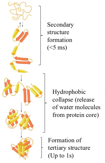 <p>Proteins fold in a hierarchical way</p>
