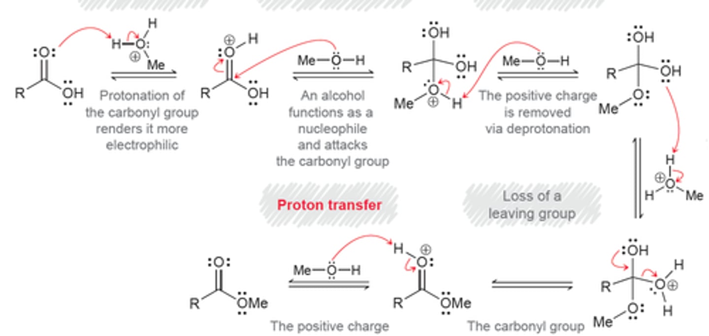 <p>1. protonation of carbonyl oxygen</p><p>2. weakly basic ROH attacks the carbonyl carbon of the carboxylic acid</p><p>3. deprotonation</p><p>4. left with newly formed ester</p>