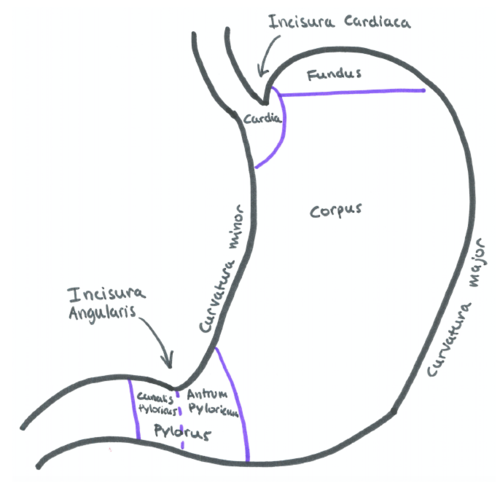 Opdeles i cardia, fundus, corpus og pylorus.

U-formede slynger danner i ventrikelmuskulaturen, kontraktioner i diaphragma samt en klaplignende fold ved incisura cardiaca en lukkemekanisme ("sphincter").

Fundus indeholder ca. 50 mL luft ved stående stilling.

Pylorus opdeles i antrum pyloricum (oralt) og canalis pyloricus (analt). Pylorus er forstærket med m. sphincter pylori der kan palperes. 

Curvaturer:
¤ Curvatura major
¤ Curvatura minor

Incisurer
¤ Incisura cardiaca (10-12 cm)
¤ Incisura angularis (30-35 cm)