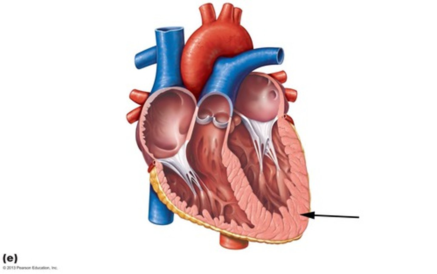 <p>thick middle layer of heart wall, consists of cardiac muscle</p>