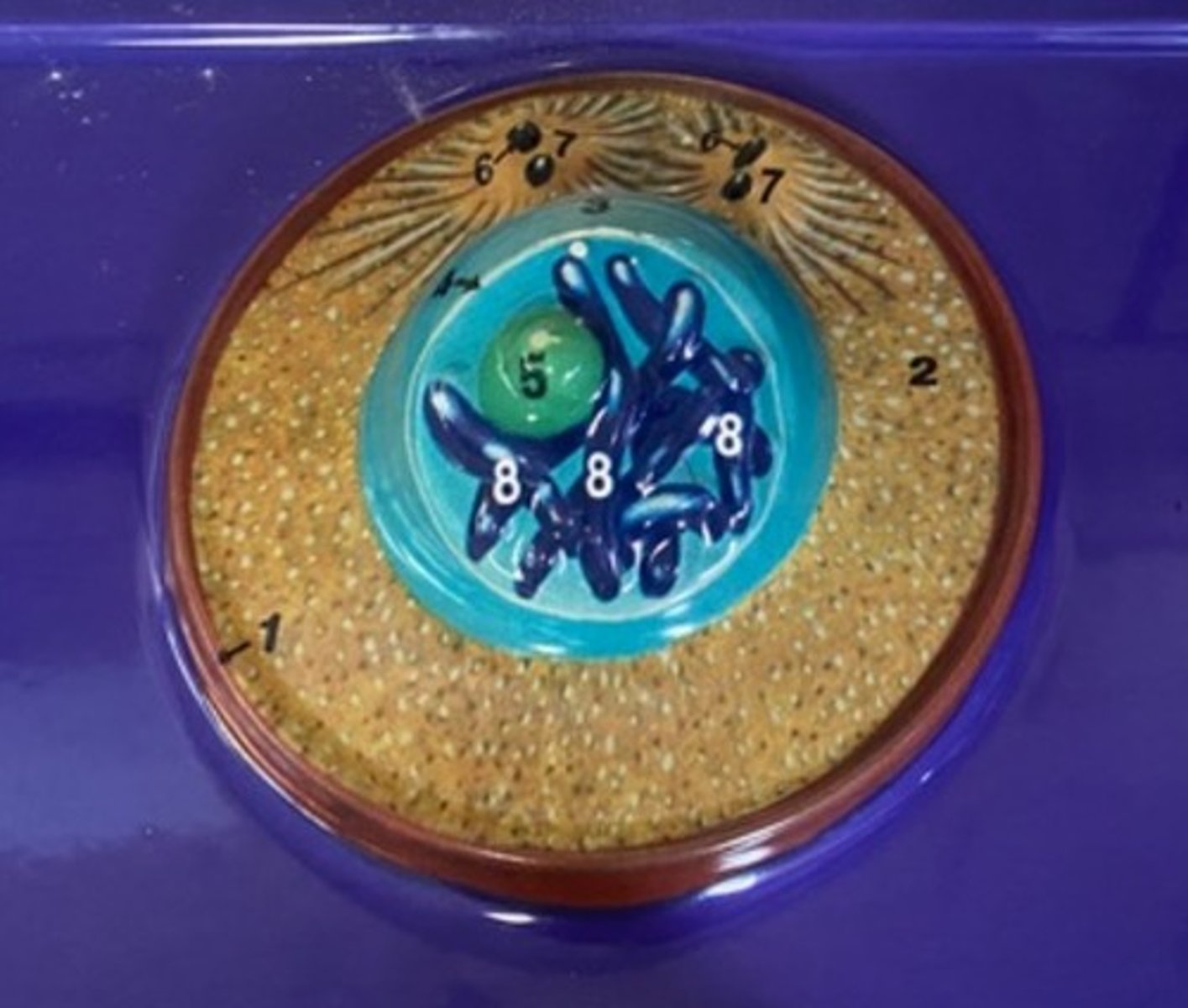 <p>#5</p>