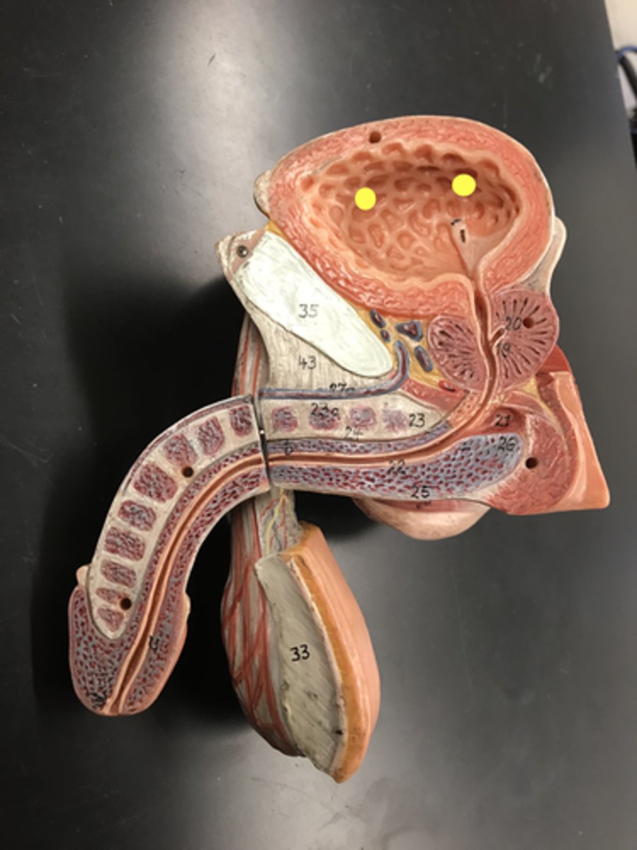 <p>Name these RIDGES/GROOVES</p>