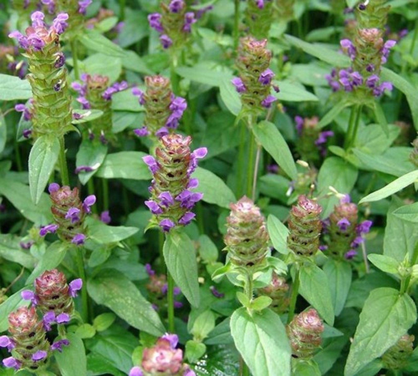 <p>Prunella Vulgaris</p>