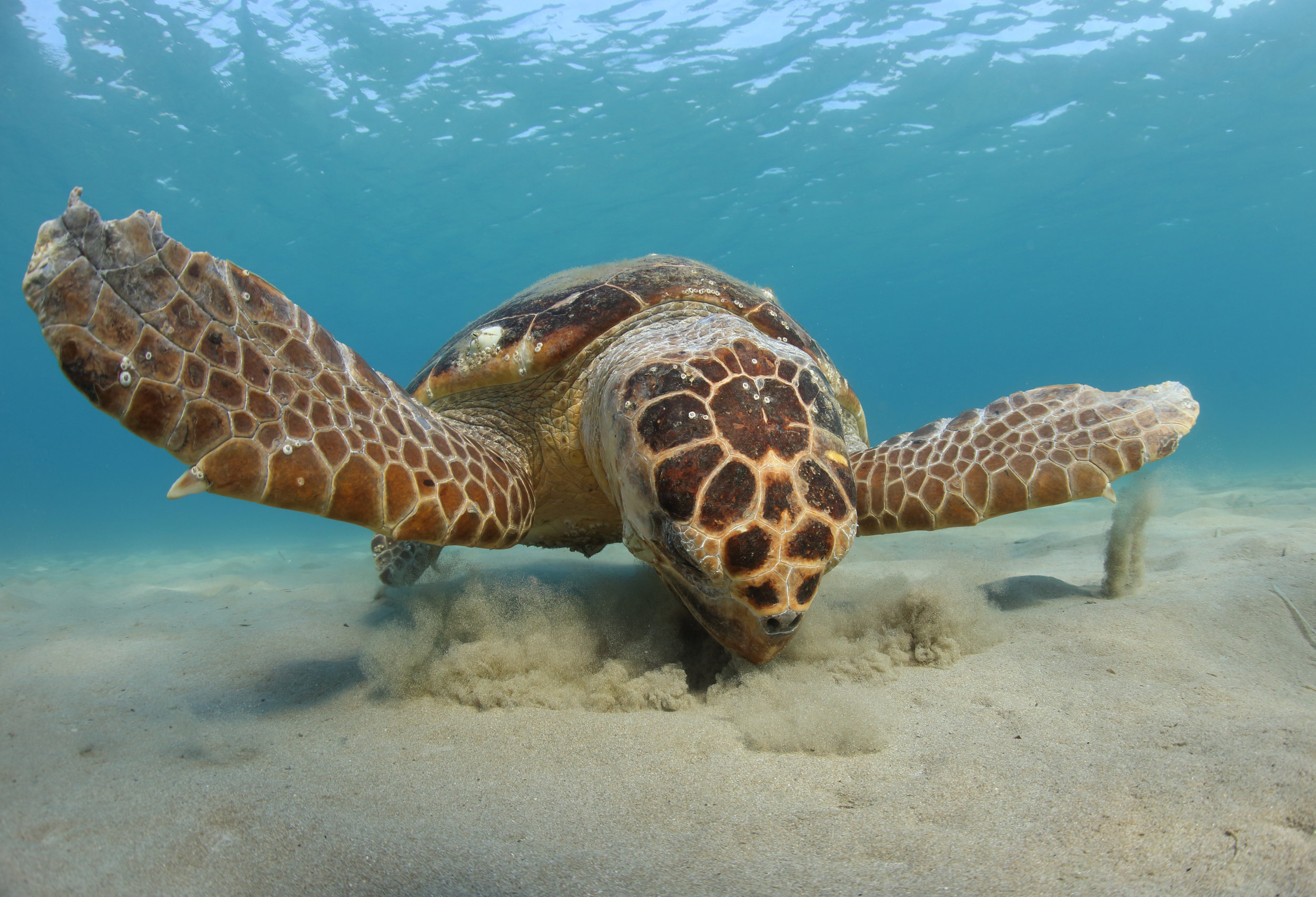 <p>Sea Turtle</p>