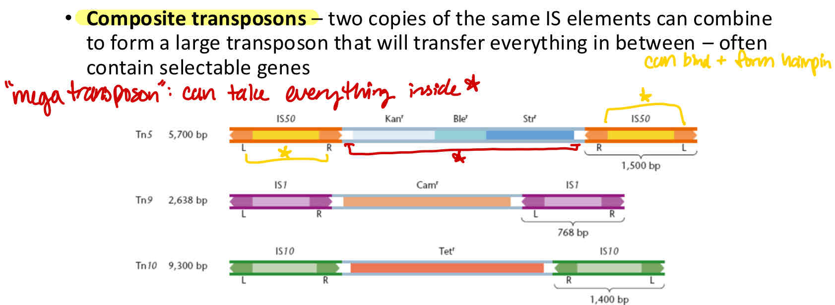 <p>2 copies of the same IS elements can combine to form a large transposon that will transfer everything in between</p><ul><li><p>often contain selectable genes</p></li></ul>