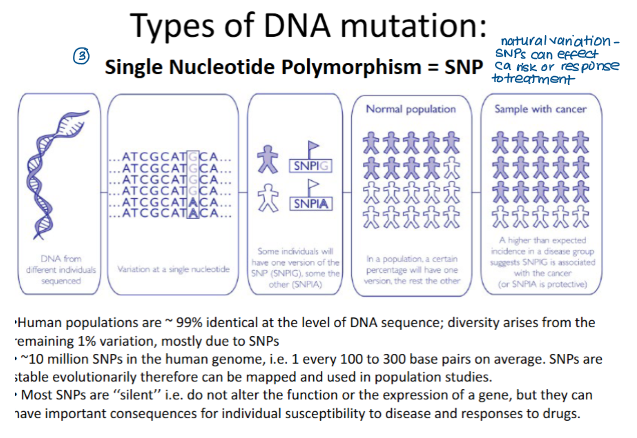<ol><li><p>Base-pair (substitution, insertion, deletion, frameshift)</p></li><li><p>Chromosomal (translocation, duplication, deletion)</p></li><li><p>SNPs</p></li></ol><p></p>