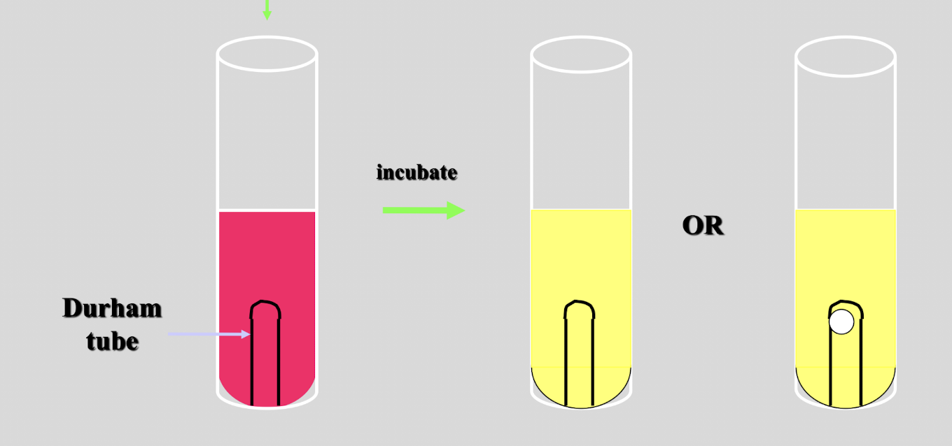 <p>describe the process of detecting carbohydrate utilization </p>
