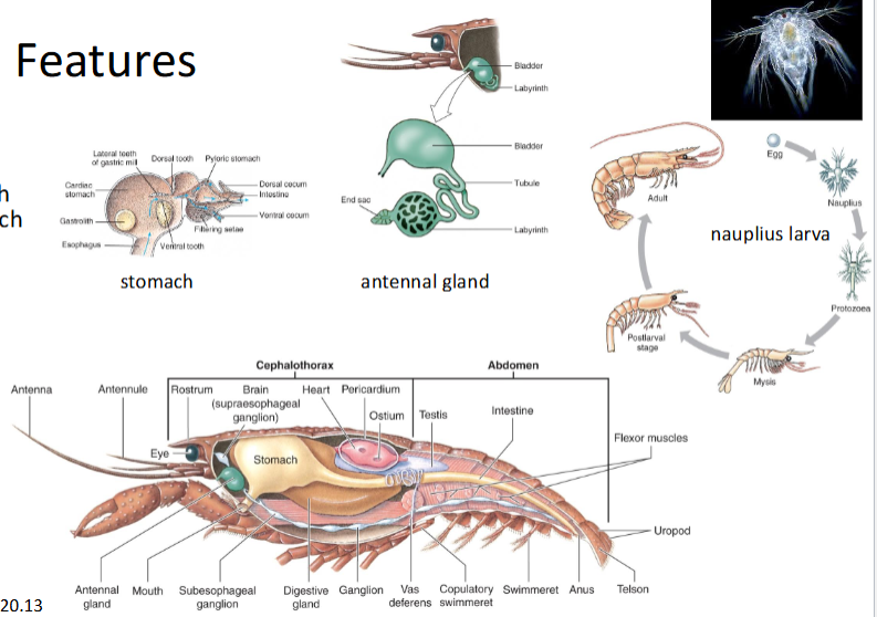 <ul><li><p>Open circ sys</p></li><li><p>dig sys with gastric mill in stomach</p></li><li><p>excr org are antennal (green) glands</p></li><li><p>Crayfish have direct dev</p></li><li><p>Marine crustaceans have nauplius larval stage</p></li><li><p>Feeding is diverese</p></li></ul><p></p>