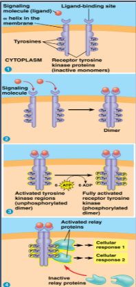 <p>Membrane receptors that transfer phosphate groups from ATP to another protein</p><ul><li><p>can trigger multiple signal transduction pathways at once</p></li><li><p>abnormal RTK function is associated with cancer</p></li></ul><p></p>