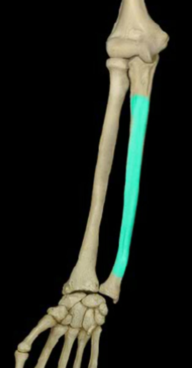 <p>length of bone</p>