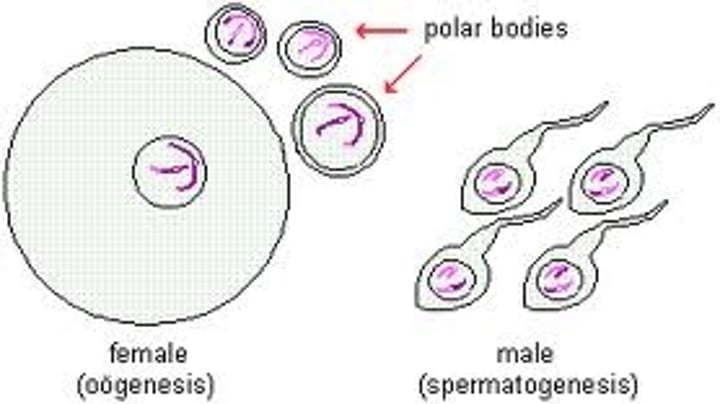 <p>reproductive cells</p>