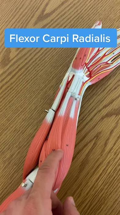 <p>Flexor carpi radialis</p>