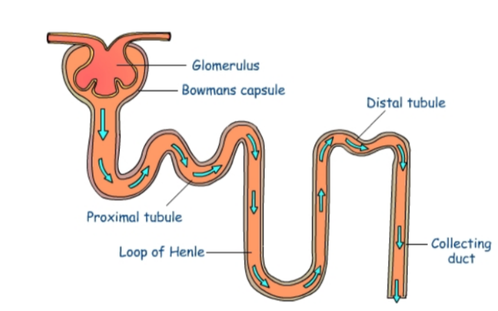 Filtrate flows from the glomerulus through the tubules that make up the rest of the nephron in this order: 

* Proximal convoluted tubule 
* Loop of Henle 
* Distal convoluted tubule 
* Collecting duct 

Water and solutes are reabsorbed into surrounding blood vessels (vasa recta). The remaining filtrate flows into the collecting duct and leaves the kidney via the ureters.