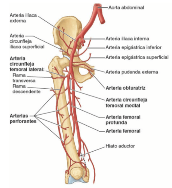 <p>arteria femoral</p><ol><li><p>recorrido</p></li><li><p>distribucion</p></li></ol>