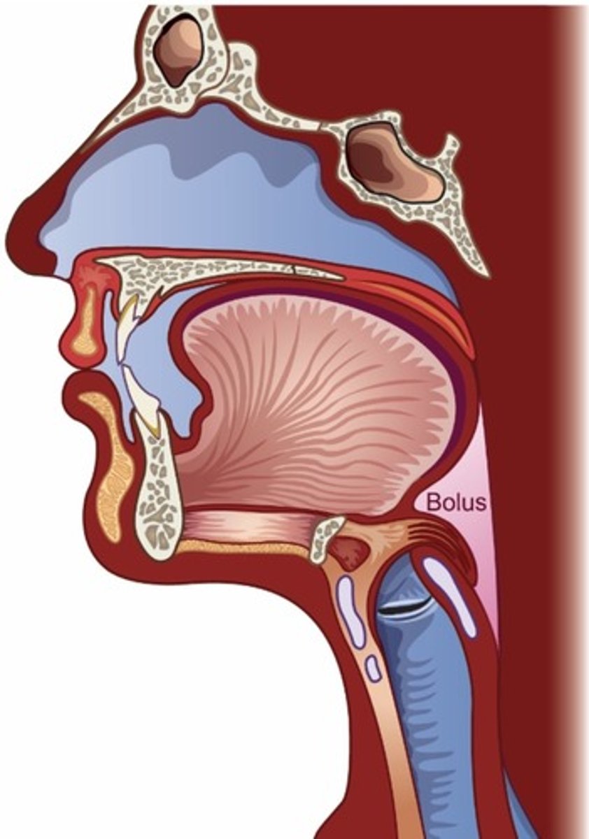 <p>Reflexive</p><p>- Automatic sequence of events triggered when bolus passes anterior faucialpillars</p><p>- Series of rapid coordinated movements between pharyngeal muscles, lips,velum, epiglottis, hyoid bone, false vocal folds and true vocal folds</p><p>500-800 msec</p><p>Purpose: Propel bolus into esophagus</p><p>Steps:</p><p>- Lips and VP port tightly closed</p><p>- Hyoid bone and larynx moved superiorly and anteriorly</p><p>- Epiglottis covers aditus of larynx</p><p>- False vocal folds, true folds and aryepiglottic folds approximated</p><p>- Pharyngeal constrictors squeeze bolus in downward direction</p><p>- Cricopharyngeus muscle relaxes (opening UES) and is pulled forwardby elevation of larynx</p>
