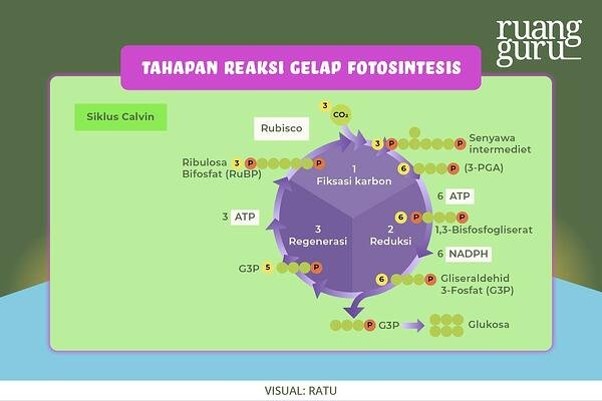 <ul><li><p>Terjadi di stroma</p></li><li><p>Menghasilkan karbohidrat dengan cara mengikat CO2 di udara</p></li><li><p>Terdiri dari 3 tahap yaitu fiksasi karbon, reduksi dan regenerasi</p></li></ul><p></p>