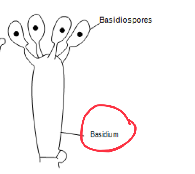 <p>basidium</p>