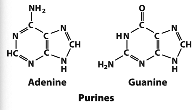 <p>Adenine and Guanine</p>