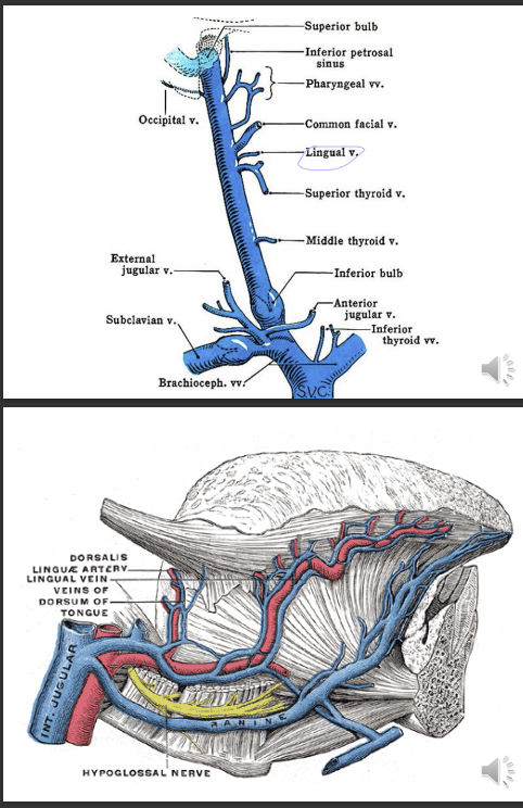 <p>lingual vein - drains the floor of the mouth and tongue</p>