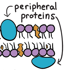 <ul><li><p>structural support</p></li><li><p>transportation</p></li><li><p>loosely bound to plasma membrane</p></li><li><p>exists only on one side of the cell membrane</p></li></ul>