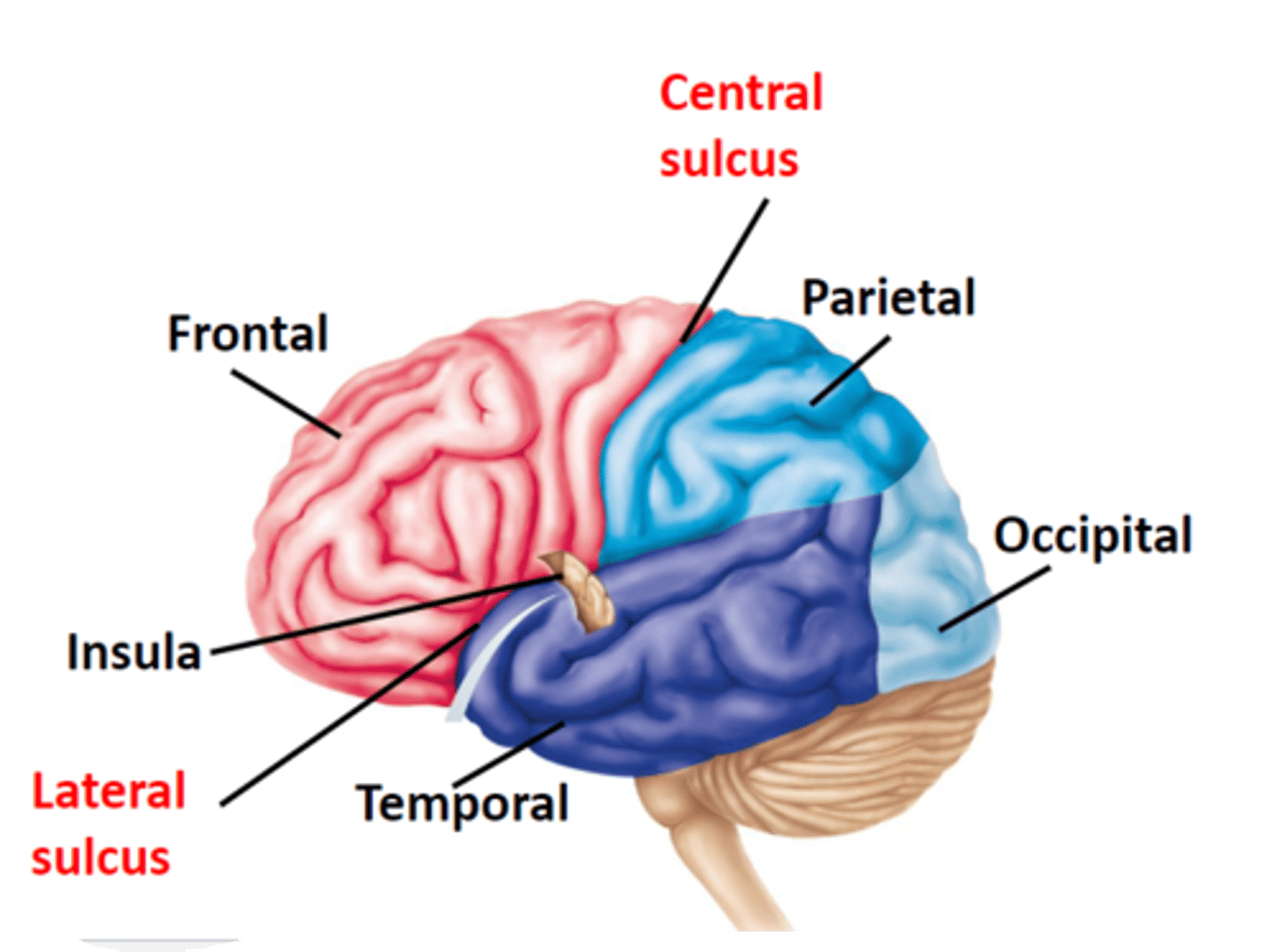 <p>1) Frontal lobe<br><br>2) Parietal lobe<br><br>3) Occipital lobe<br><br>4) Temporal lobe<br><br>5) Insula (Deep within lateral sulcus)</p>