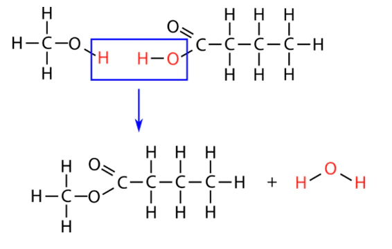 <p>the reacting molecules and product molecule have functional groups on the ends. Smaller molecules (often H<sub>2</sub>O) are produced.</p><p>Diols - molecules with hydroxyl groups on each end (OH)</p><p>Dioc acids - molecules with carboxyl groups on each end (COOH)</p><p>Diamines - molecules with amino groups on each end (NH<sub>2</sub>)</p>
