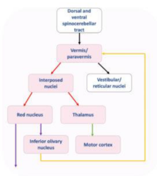 <p><span><span>Carries information to the red nucleus which then transmits information to the inferior olive and then back again to the cerebellum → creating a feedback loop</span></span></p><p><span><span>** Red nucleus also communicated with the periphery via the rubrospinal tract</span></span></p>